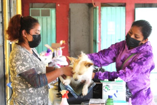 Hasta el momento, más de 200 perros y gatos han sido esterilizados