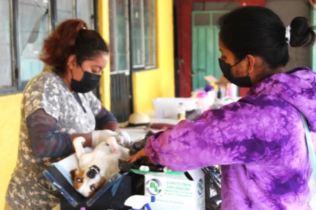 La medico veterinaria Laura Guadalupe Romero Díaz, especialista en campañas de esterilización