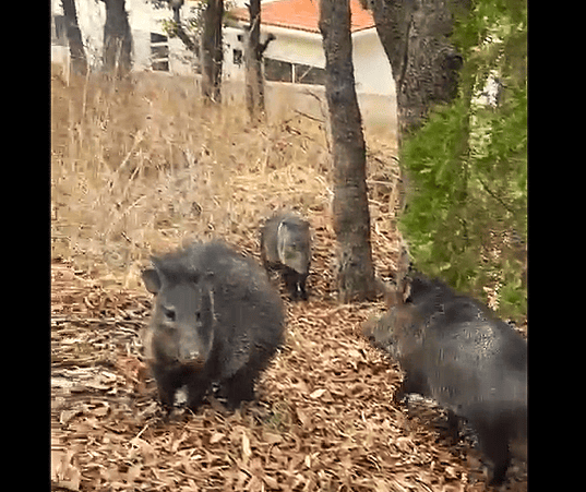 Pecaríes en los clústers de Haras