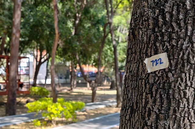 arbol_marcado_para_poda.jpg