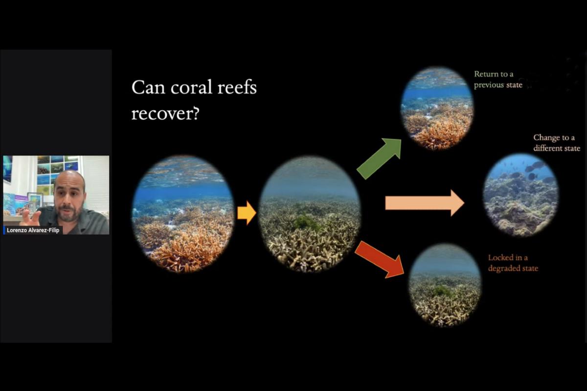 c_arrecife_de_coral.jpg