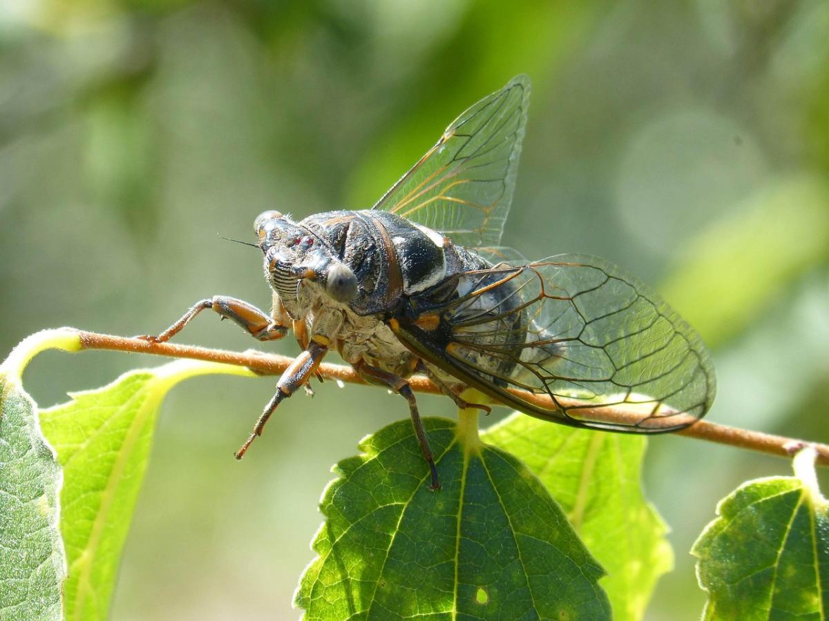 cicada-1509539_1280.jpg