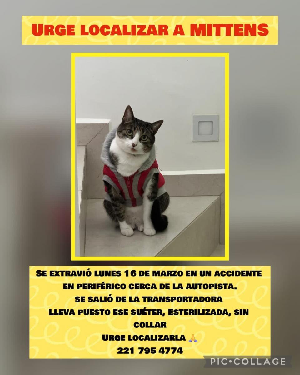 gata_desaprecida.jpg