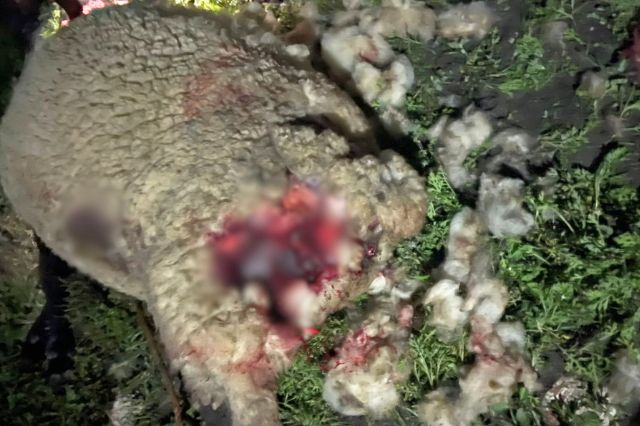 misterioso_depredador_ataca_ganado_en_tlacotepec_2.jpg