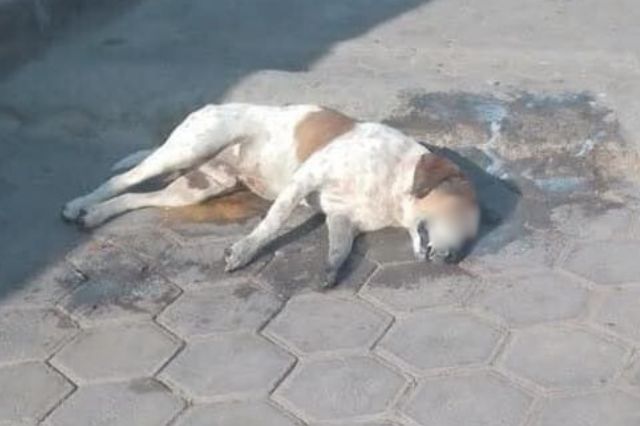 vecinos_de_tlahuapan_denuncian_envenenamiento_masivo_de_perros_2.jpg