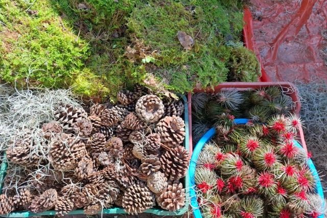 Aspecto de musgo silvestre que se vende en algún puesto