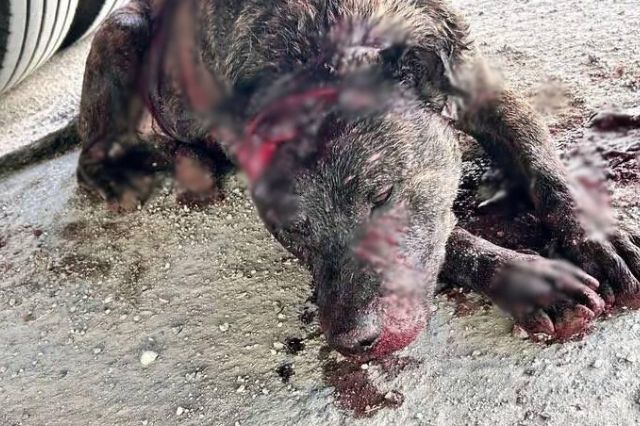 vinculan_a_proceso_a_jorge_por_machetear_a_un_perro_en_tehuacan_2.jpg