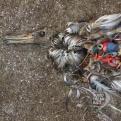 Dramática muerte de aves y peces al deglutir plásticos y desechos en los mares