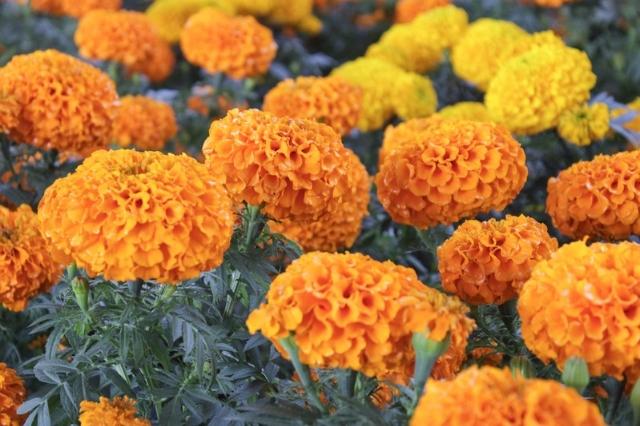 Qué hacer con tus flores de cempasúchil tras Día de Muertos, aquí te decimos 