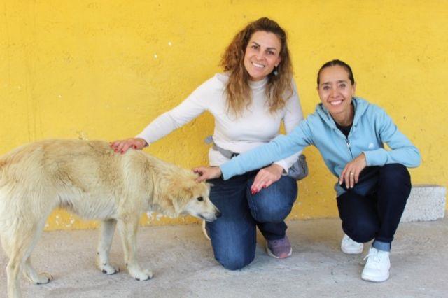 Georgina y Molly, vecinas de Haras, realizan una estupenda labor altruista de esterilización canina, en beneficio de la zona natural de Haras y Flor del Bosque