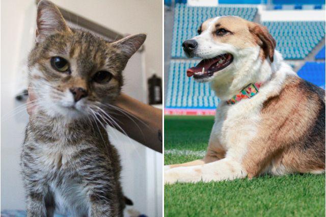 Así puedes adoptar una mascota en Puebla: documentos y pasos