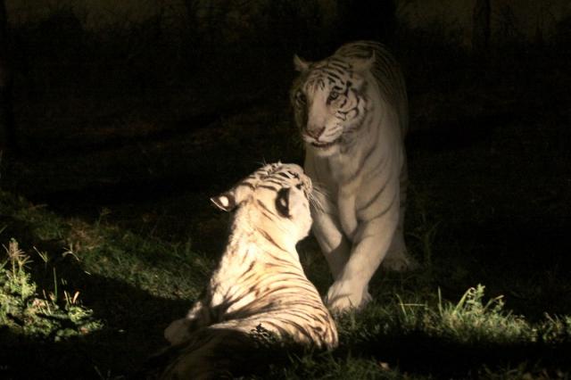 Tigres en Africam Safari / Foto Agencia Enfoque