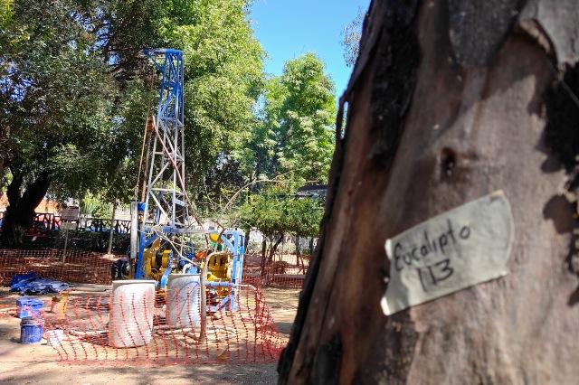 Árbol en riesgo por cablebús en Puebla