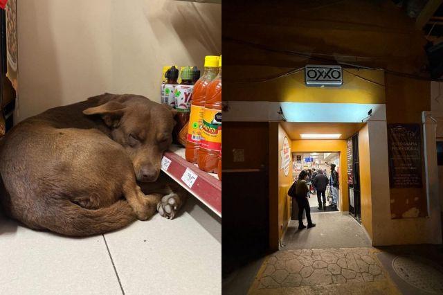 Canela de Oxxo