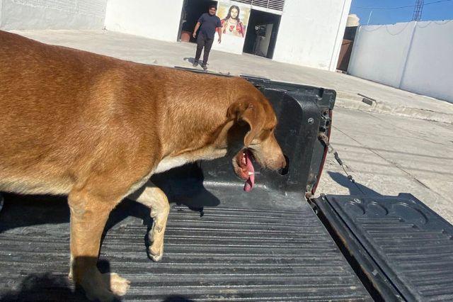 Canelo