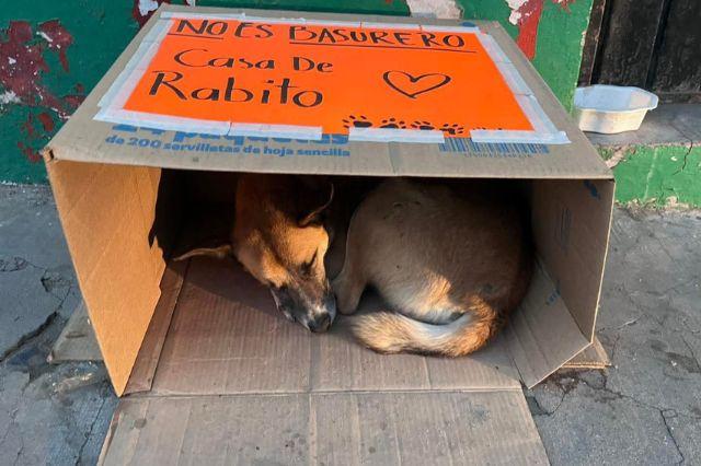 Perrito de Zacapoaxtla 