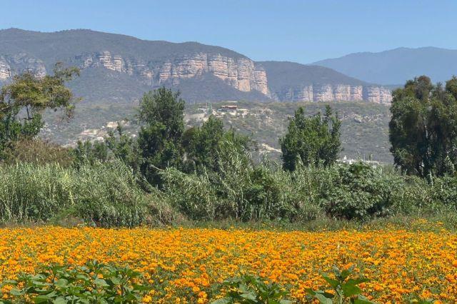 Cempasúchil en Tehuacán