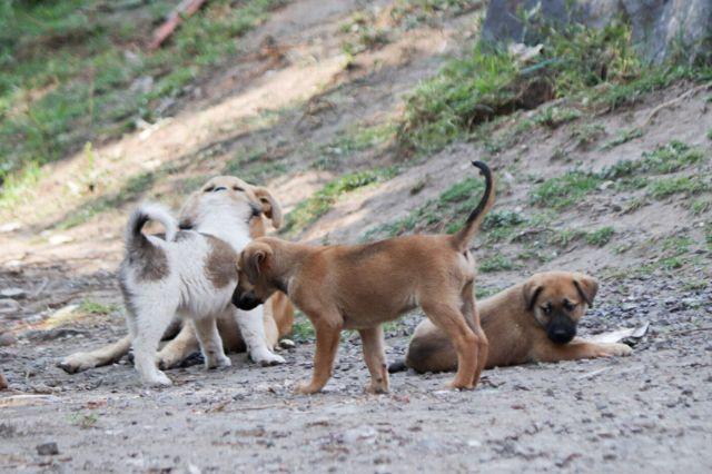 Continúa envenenamiento de perros Texmelucan
