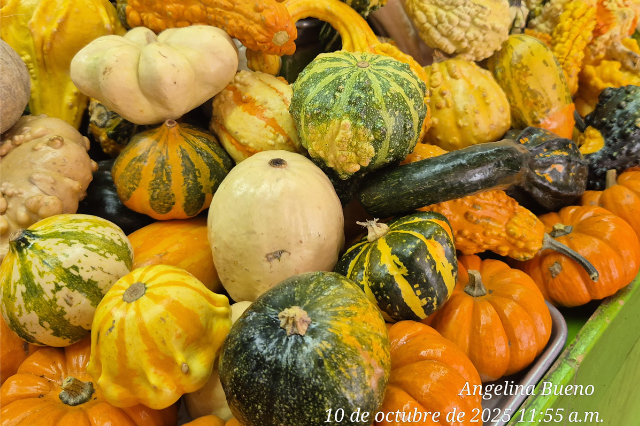 Mini calabazas de Halloween