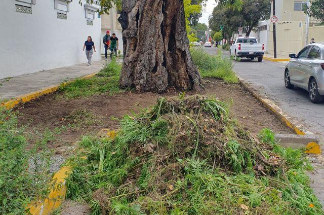 Destrucción de vegetación