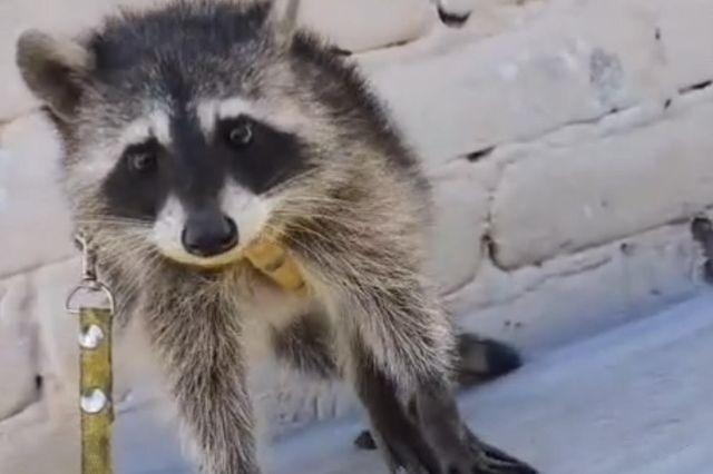 Venta ilegal de mapache en Tehuacán