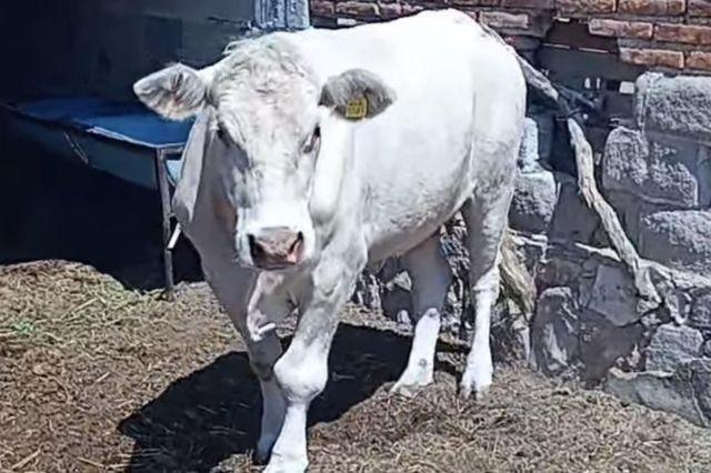 Gusano barrenador en Puebla