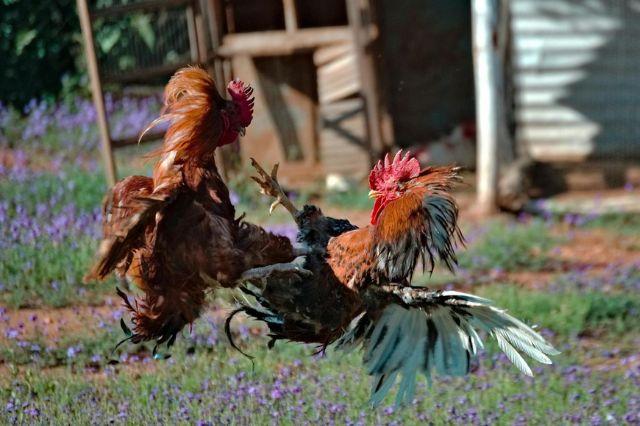 Pelea de gallos 