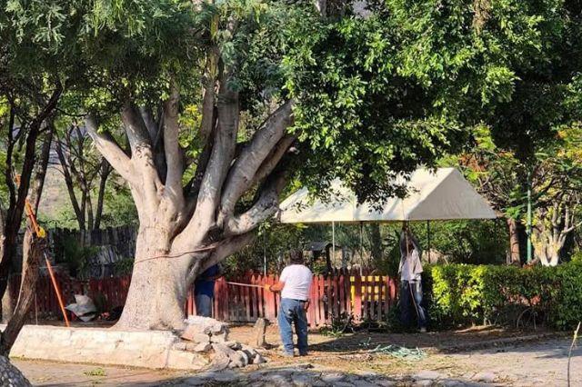 Poda de árboles