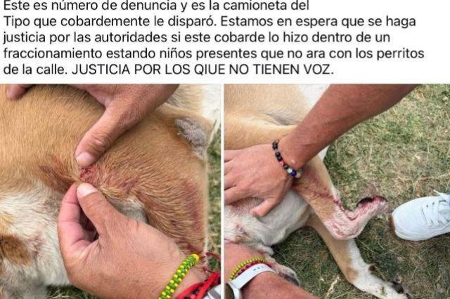 Maltrato animal 