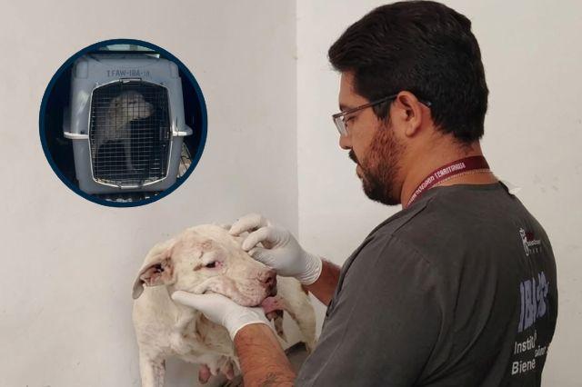 Resguardan a perrita pitbull