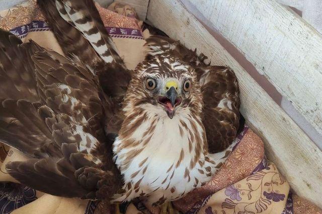 Águila cuaresmal 