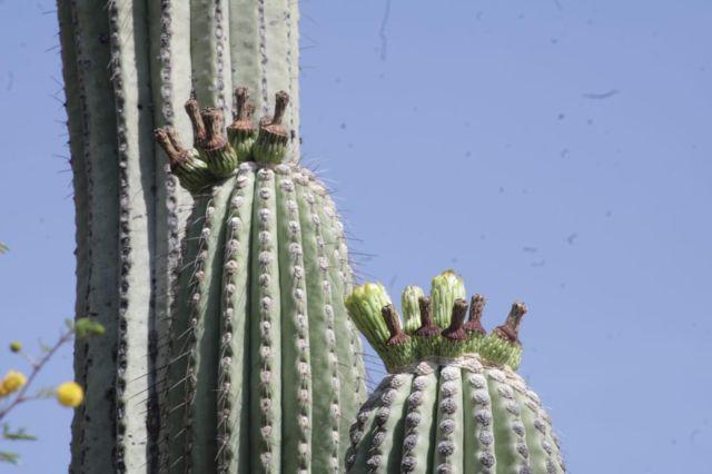 Tetechos y garambullos 