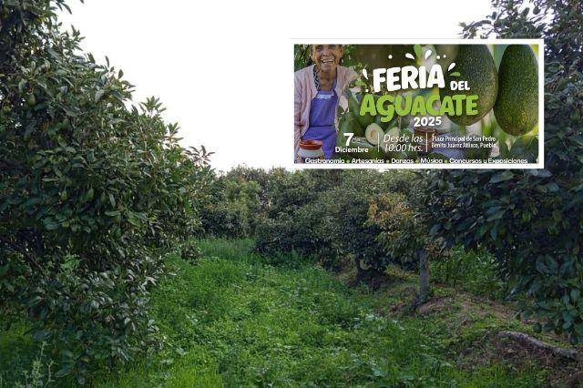 Feria del aguacate 2025