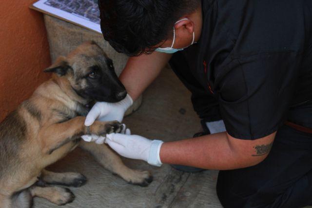 Confirman caso de rickettsiosis