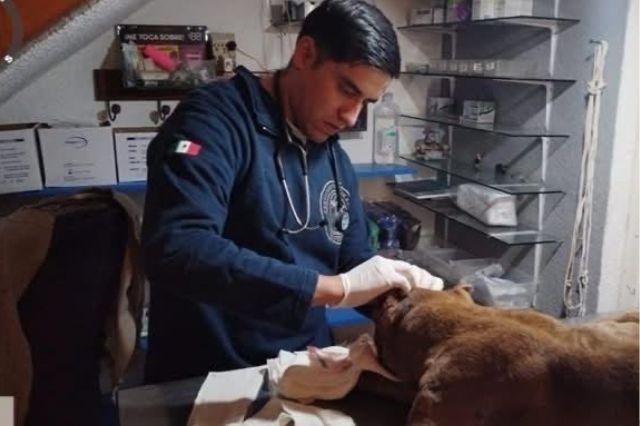 Fiscalía recomienda eutanasia para perrita de General Felipe Ángeles
