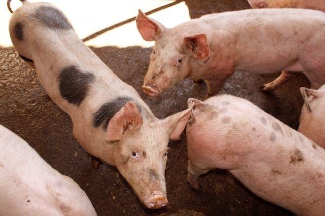 Caso de gusano barrenador