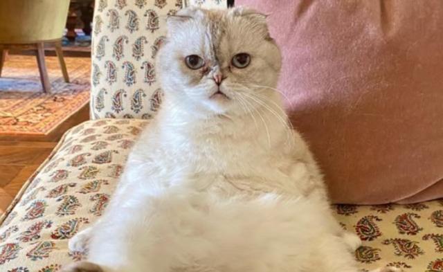 Gatos de Taylor Swift ya son marca registrada y valen millones