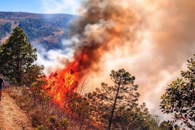 Incendio forestal