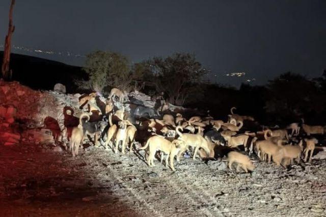 Jauría de perros