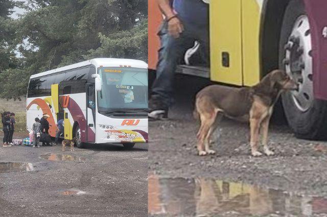 Perrito 
