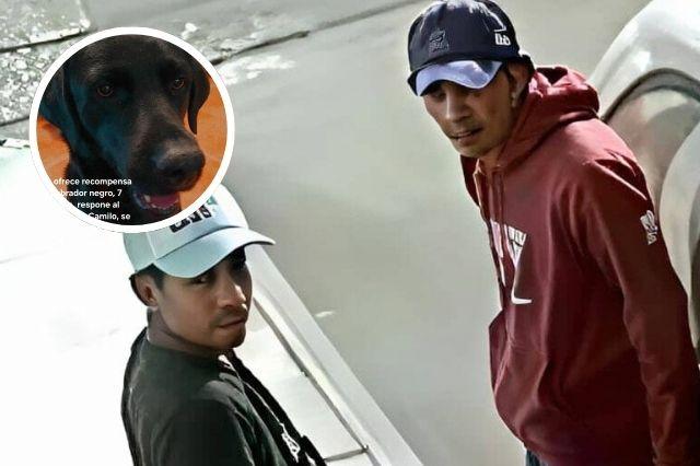 Perrito camilo