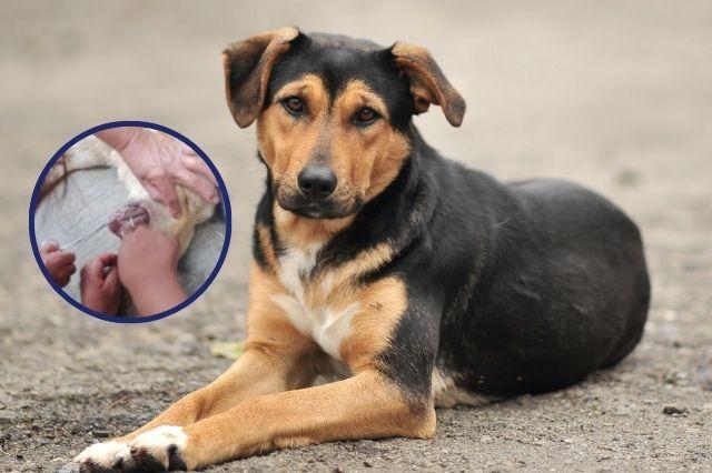 Perros con espinas de puercoespín 