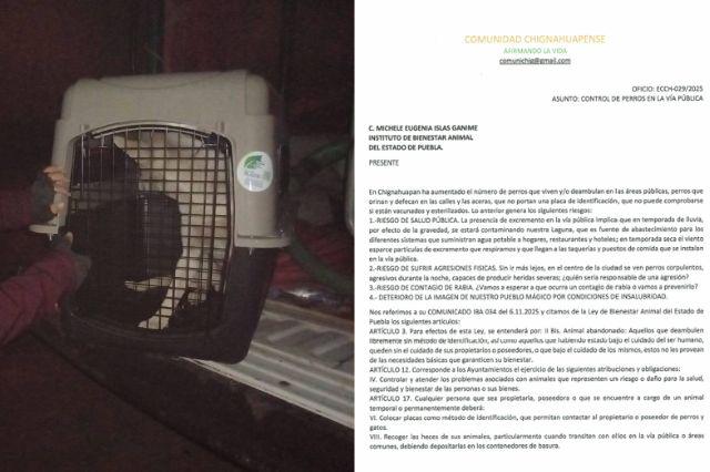 Perros callejeros