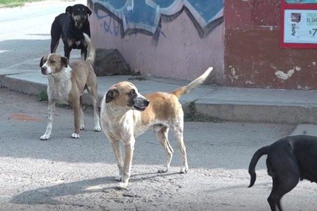Perritos callejeros