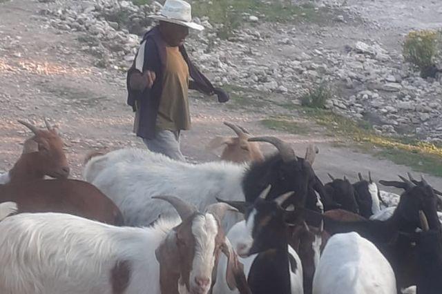 Perro asesino mató 30 ovejas