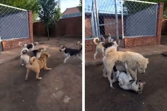 Perro se vuelve viral por imponer respeto con solo un ladrido
