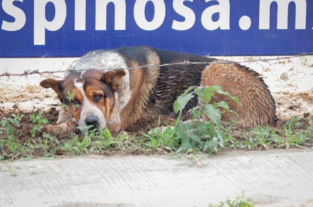 Perro callejero