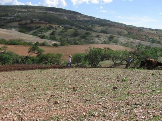 Campos de Loma cajón, Tepexi de Rodríguez