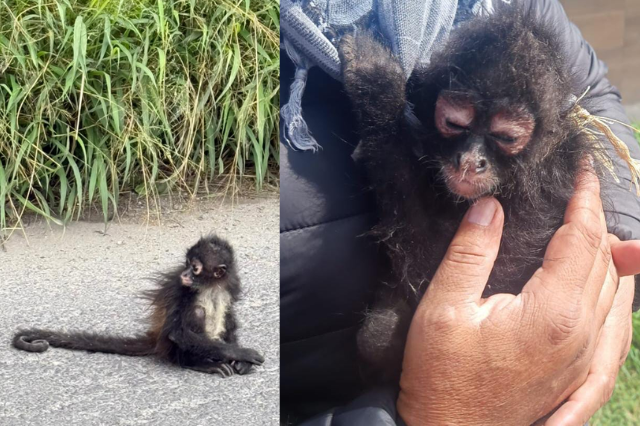Mono araña en Tecamachalco