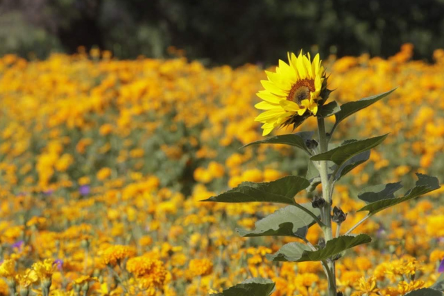 Girasoles